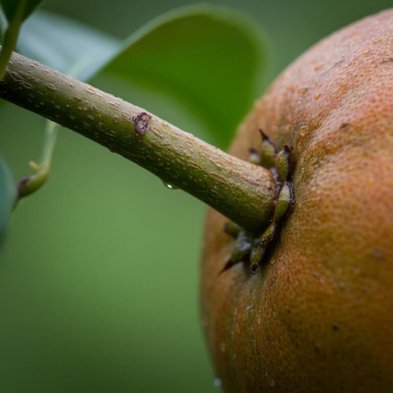 גבעול דק המחבר פרי לענף